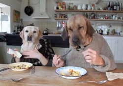 Dogs Eating Like Humans - Health